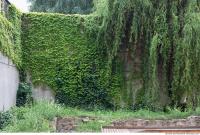 wall overgrown ivy 0011
